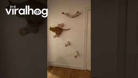 Cat Likes His New Hammock || ViralHog