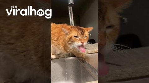 Orange Cat Sits Under Running Faucet to Get a Drink || ViralHog
