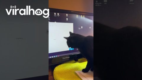 Black Cat Obsessed With Dots on Screen || ViralHog