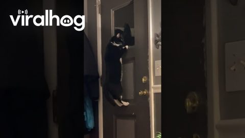 Nosy Cat Hangs On Door Window || ViralHog