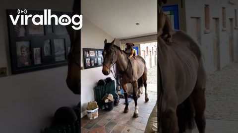 A Mysterious Horse Visits An Irish Household || ViralHog