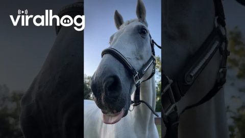 The Most Obedient Horse || ViralHog