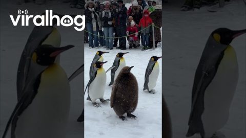 Watching The Penguins Waddle || ViralHog
