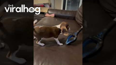 Puppy Meets Claw Grabber || ViralHog