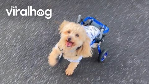 Wheelchair Dog Lives Life in the Fast Lane || ViralHog
