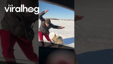 Petting a Wild Deer Goes Poorly || ViralHog