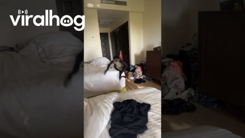Monkey Invites Itself Into Hotel Room || ViralHog