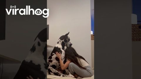 A Dog Owner Gives Her Great Dane A Hug || ViralHog