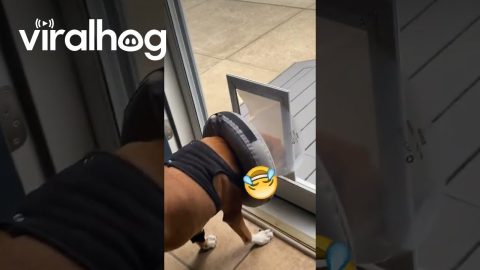 Surgery Cone Blocks Dog Door Entry || ViralHog