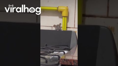 Rat Makes An Appearance || ViralHog