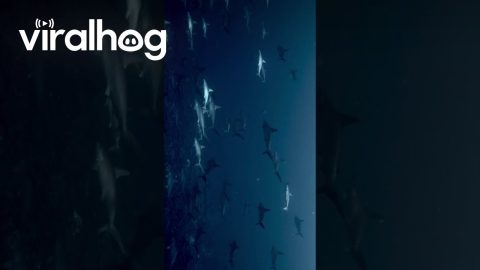 Hammerhead Shark Formation || ViralHog