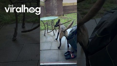 Dog Tries To Go Through Door With A Stick || ViralHog