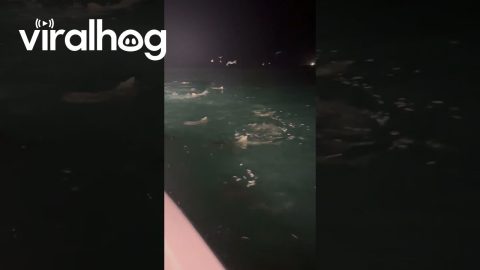 Shark Frenzy Off Key West || ViralHog