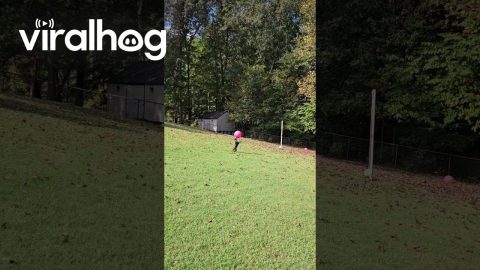 Boston Terrier Plays With Beach Ball || ViralHog