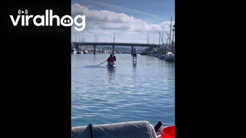 Paddleboarding With Upside-Down Paddle || ViralHog