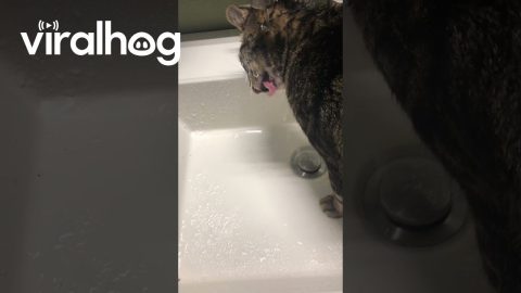 Kitten Drinks Water Weird || ViralHog