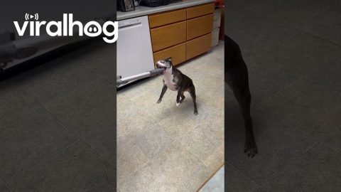 Boston Atticus Attacks Vacuum Hose || ViralHog