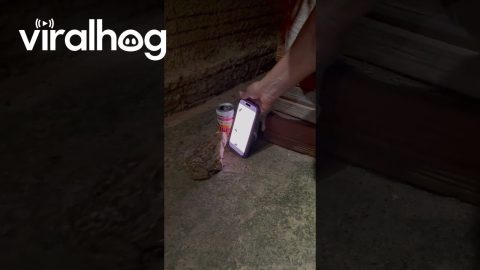 Toad Tries to Catch Flies on Phone Screen || ViralHog