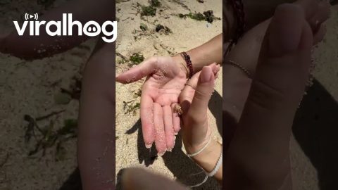 Holding A Tiny Crab || ViralHog
