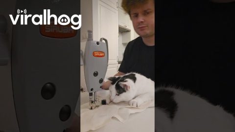 Cat Trains to Be a Seamstress || ViralHog