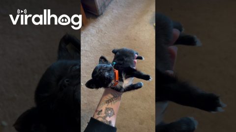 Tiny Pup Rests In A Hand || ViralHog