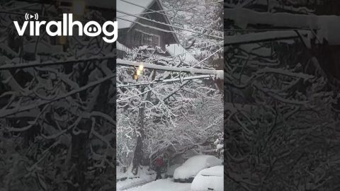Snowplow Squirrel Cleans Powerlines || ViralHog