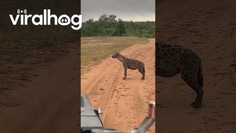 Hyena Making Its Signature Call || ViralHog