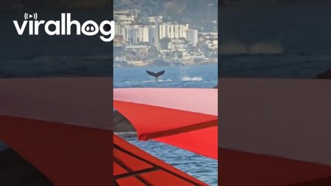 A Whale In The Distance || ViralHog