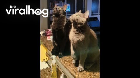 Cats Track Their Prey In Sync || ViralHog
