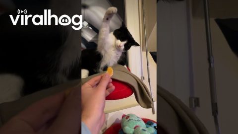 Cat Resoundly Rejects Slice of Orange || ViralHog