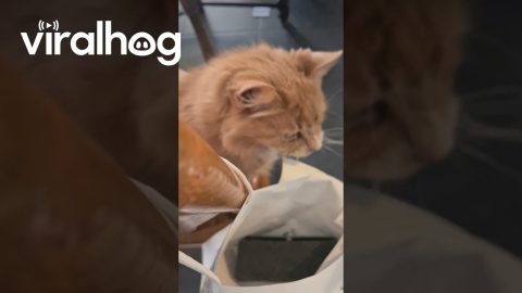 Partially Shaved Cat Shares His Opinions || ViralHog
