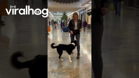 Dog Practices Training at a Busy Shopping Mall || ViralHog