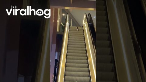 Tired Kitty Goes Wrong Way On Escalator || ViralHog