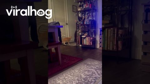 Kitten Turns On The Lights || ViralHog