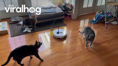 Entertaining the Cats While Cleaning || ViralHog