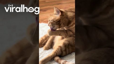 Ripley the Orange Cat Has a Derpy Moment || ViralHog