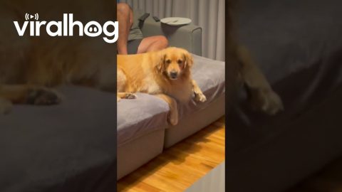Golden Retriever is Jealous of Mom Playing with New Dog || ViralHog
