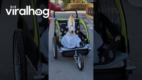 Puppy Pope Takes a Ride in the Pup-Mobile || ViralHog