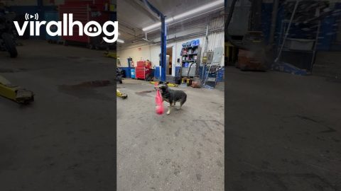 Pepper the Dog Hits a Snow Ball With a Baseball Bat || ViralHog