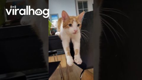 Kitty Prays For Kisses || ViralHog