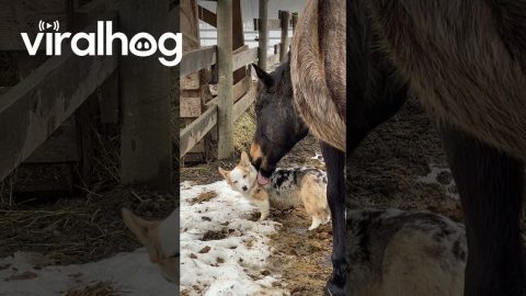 Horse and Corgi are BFFs || ViralHog