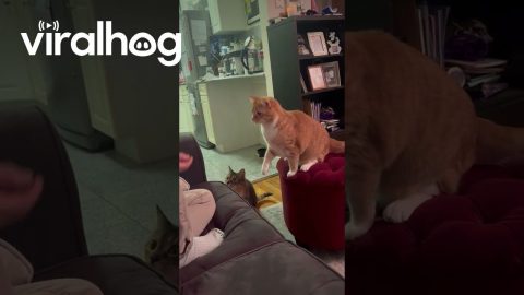 Orange Cat Catches Treat || ViralHog
