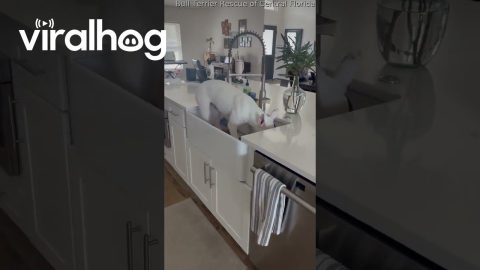Bull Terrier Hops Into Sink to Retrieve Ball || ViralHog