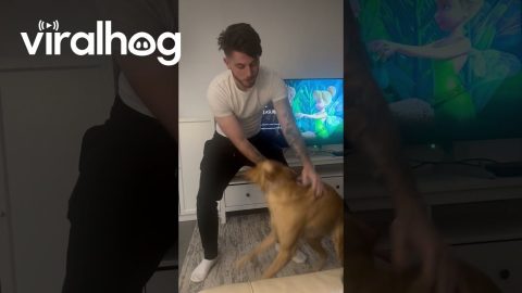Dog Squats Spur Zoomies || ViralHog