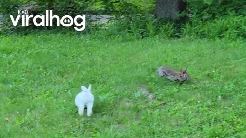 Pet Rabbit Meets Wild Rabbit || ViralHog