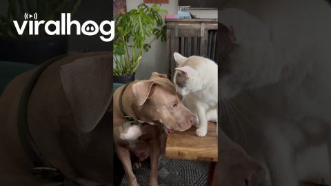 Elder Cat Takes a Liking to Younger Dog || ViralHog