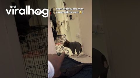 Frenchie Gets Put in Time-Out || ViralHog