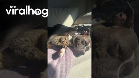 Cats And Dogs Can Be Friends || ViralHog