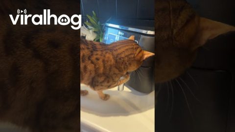 Bengal Cat Opens Air Fryer || ViralHog