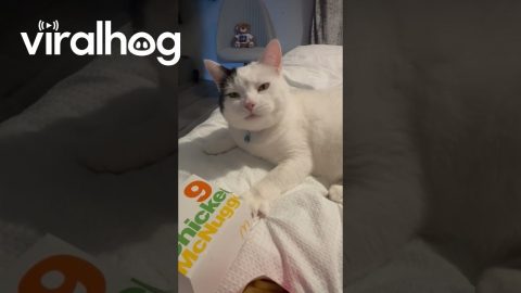 Cat Wants A Nugget || ViralHog
